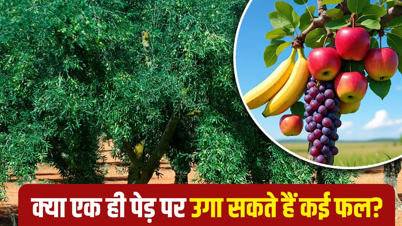 क्या एक ही पेड़ पर उगा सकते हैं, केला, अमरूद, सेब जैसे कई फल? जानें क्या होती है ग्राफ्टिंग